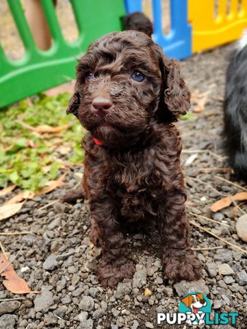 Stunning Chocolate &amp; Red Poodle STUD SERVICE