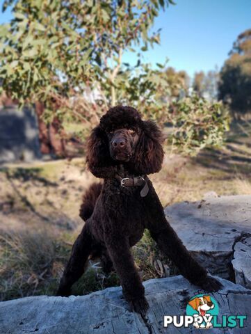 Stunning Chocolate &amp; Red Poodle STUD SERVICE