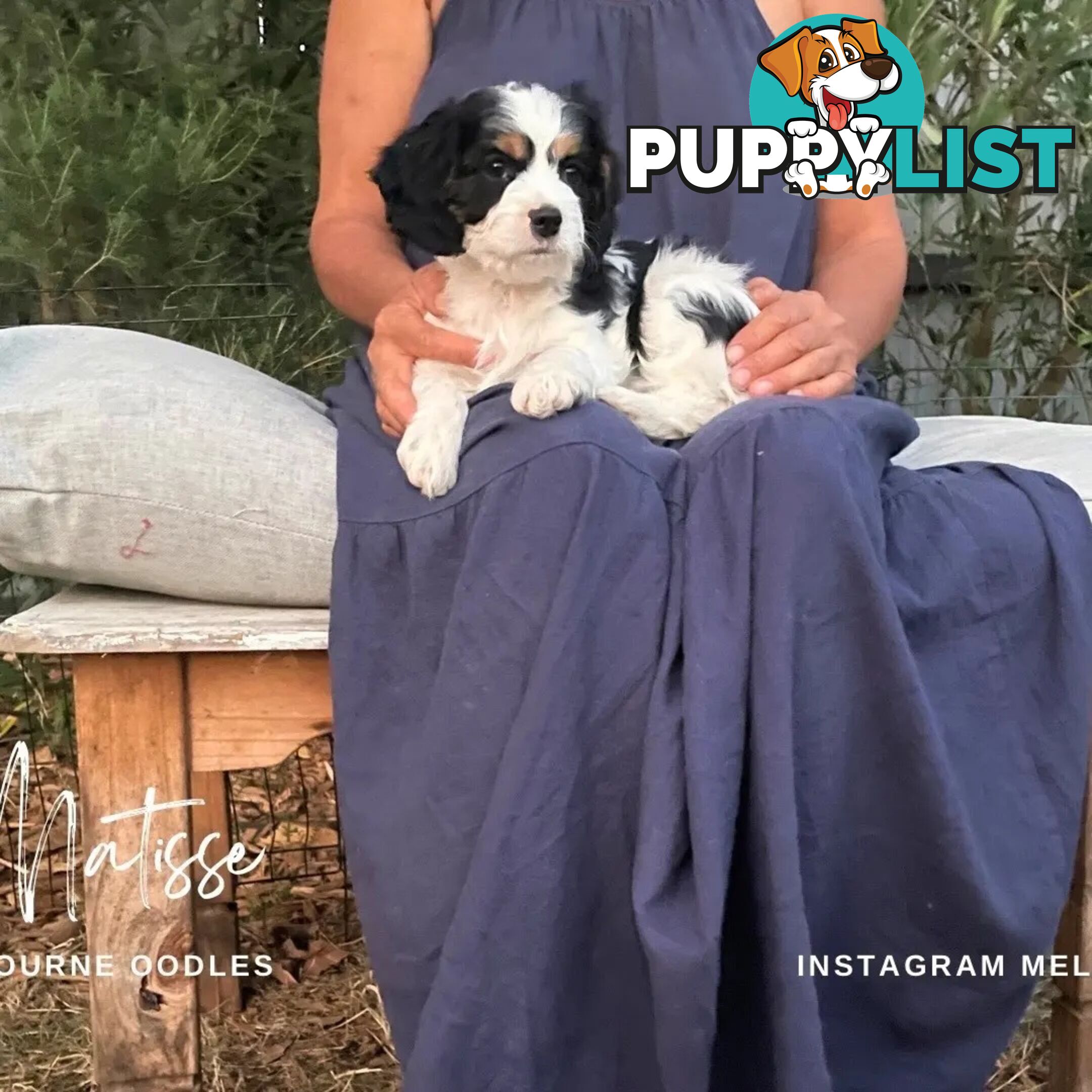 Stunning Cavalier King Charles Spaniel &  Poodle PEDIGREE STUD SERVICE