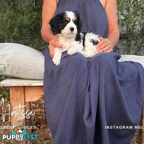 Stunning Cavalier King Charles Spaniel &  Poodle PEDIGREE STUD SERVICE