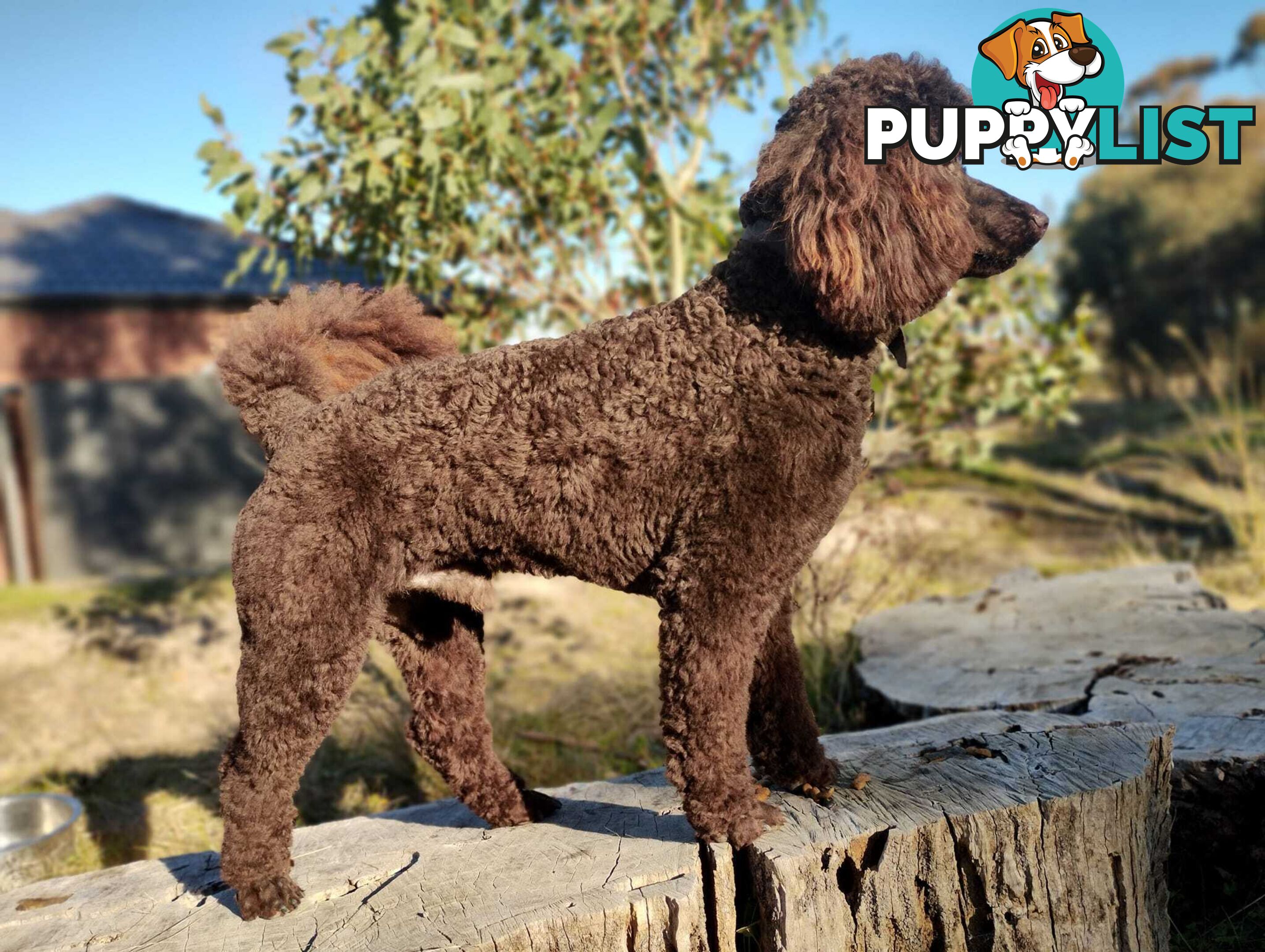 Stunning Cavalier King Charles Spaniel &  Poodle PEDIGREE STUD SERVICE