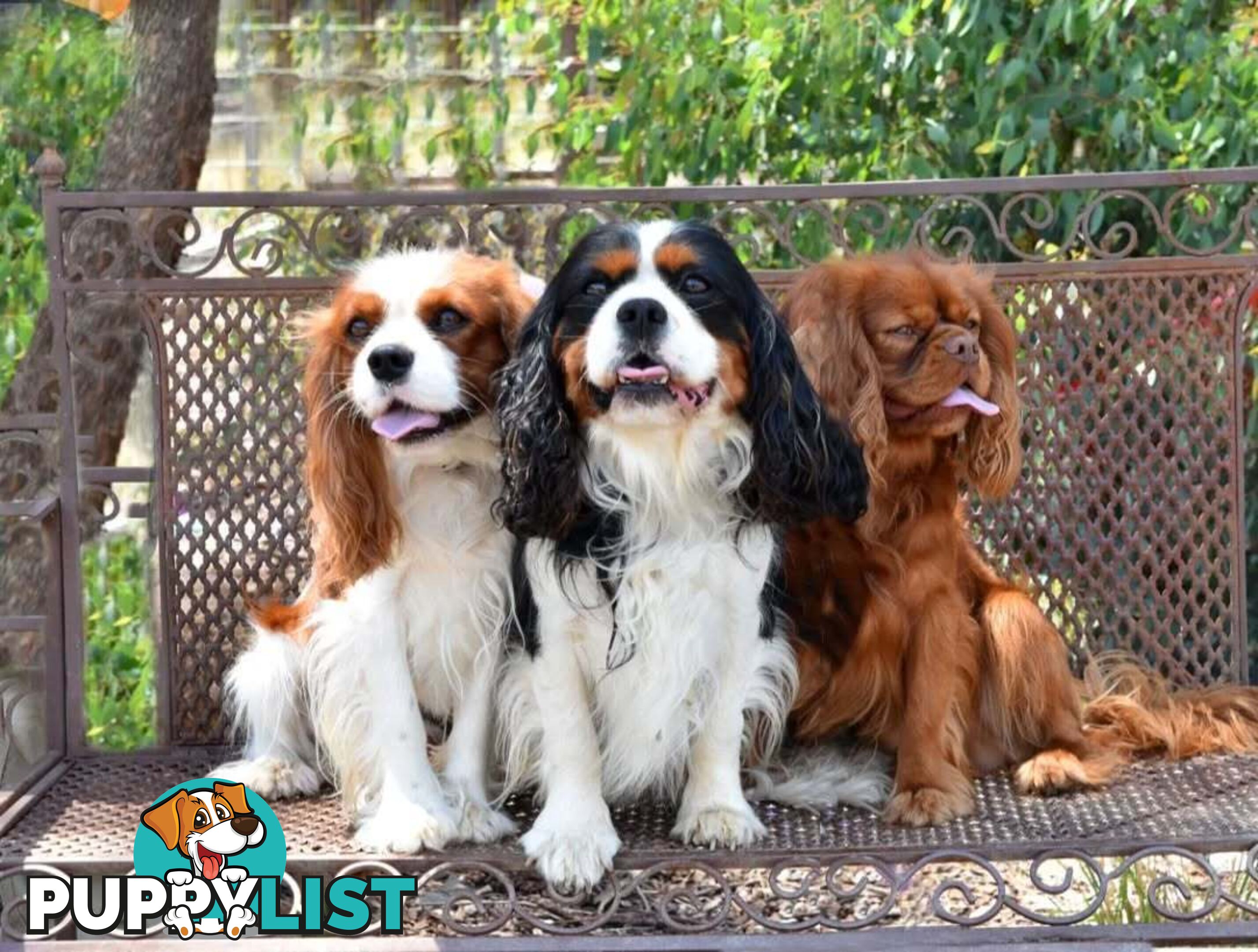 Stunning Cavalier King Charles Spaniel &  Poodle PEDIGREE STUD SERVICE