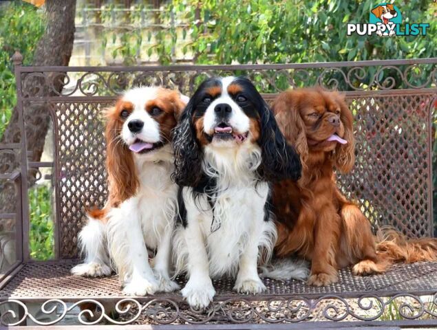 Stunning Cavalier King Charles Spaniel &  Poodle PEDIGREE STUD SERVICE