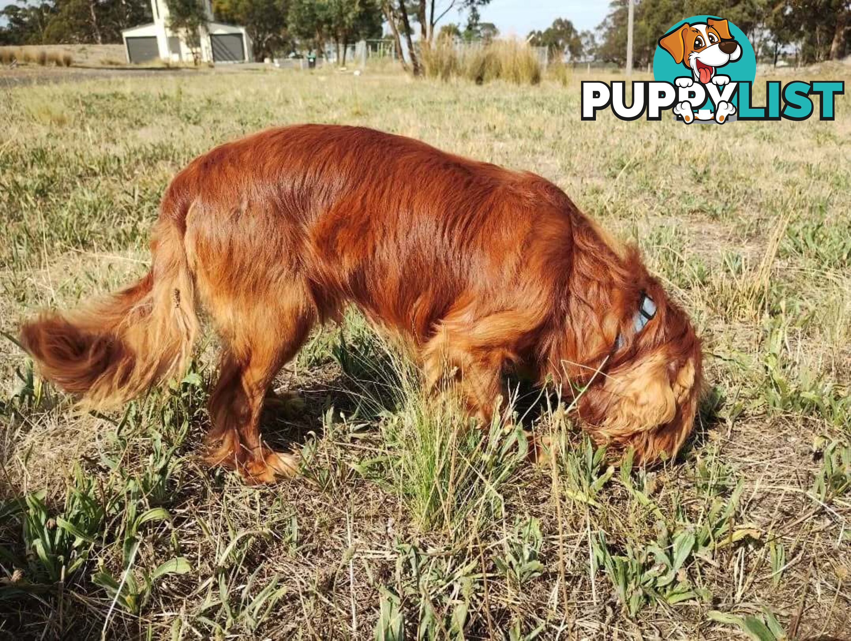 Stunning Cavalier King Charles Spaniel &  Poodle PEDIGREE STUD SERVICE