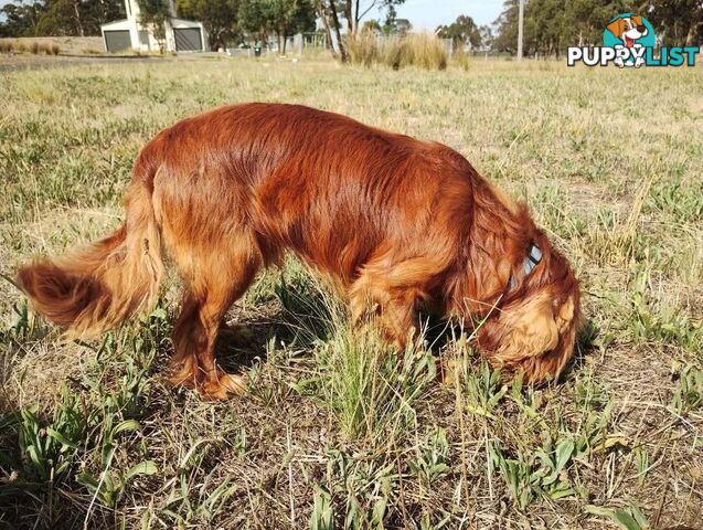Stunning Cavalier King Charles Spaniel &  Poodle PEDIGREE STUD SERVICE