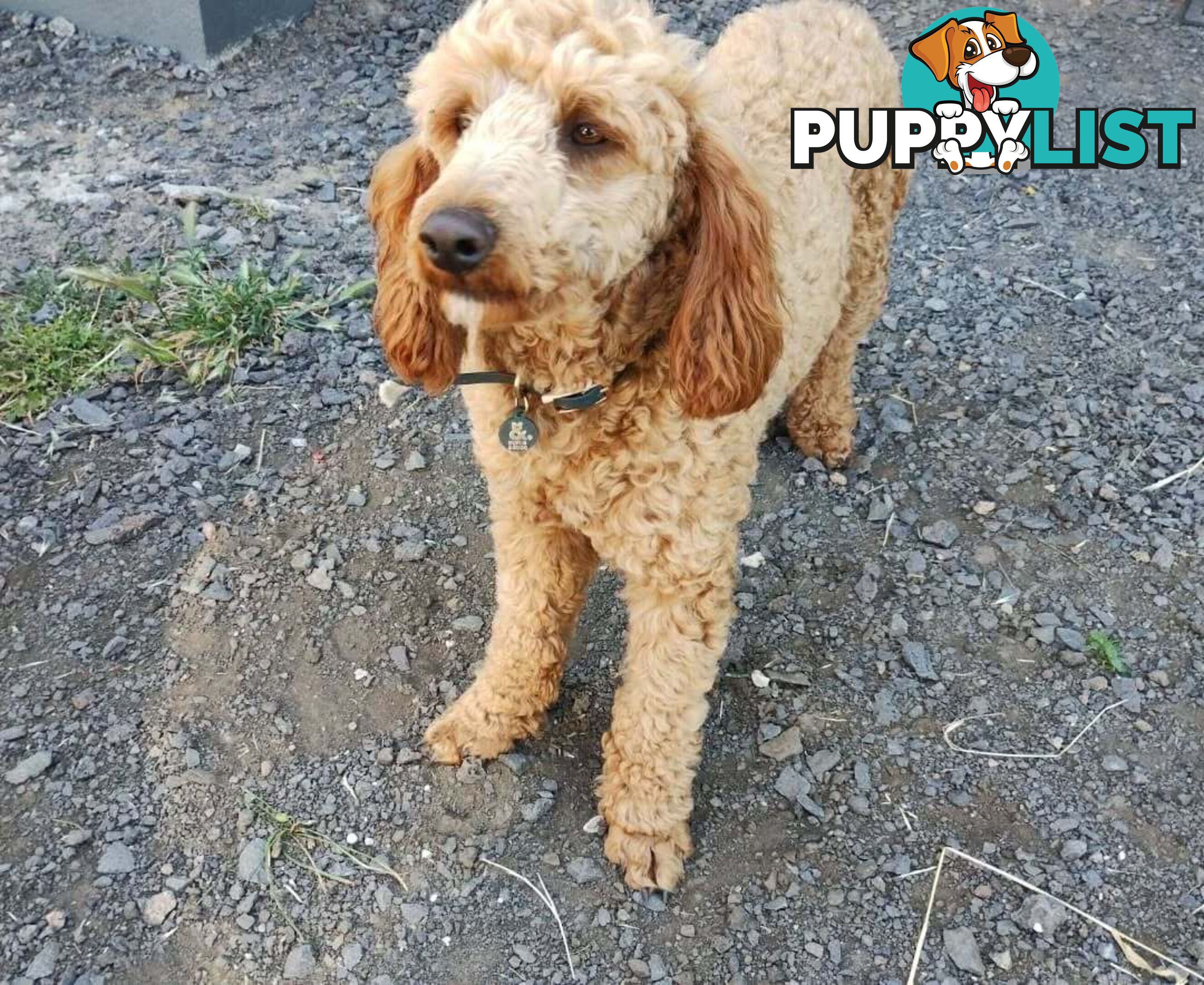 Stunning Cavalier King Charles Spaniel &  Poodle PEDIGREE STUD SERVICE
