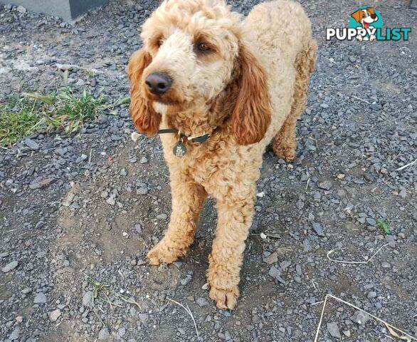 Stunning Cavalier King Charles Spaniel &  Poodle PEDIGREE STUD SERVICE