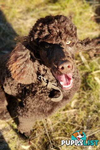 Stunning Cavalier King Charles Spaniel &  Poodle PEDIGREE STUD SERVICE