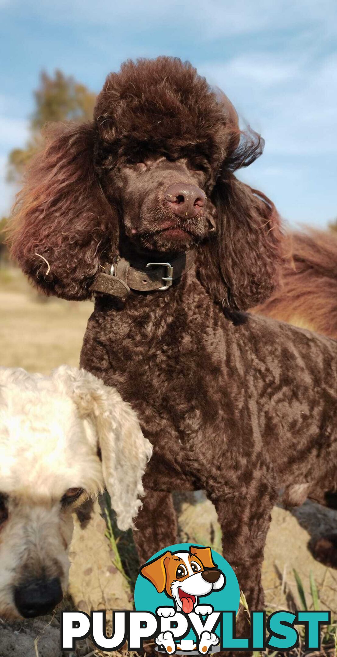 Stunning Cavalier King Charles Spaniel &  Poodle PEDIGREE STUD SERVICE