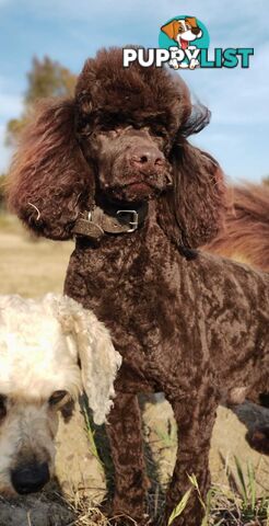Stunning Cavalier King Charles Spaniel &  Poodle PEDIGREE STUD SERVICE