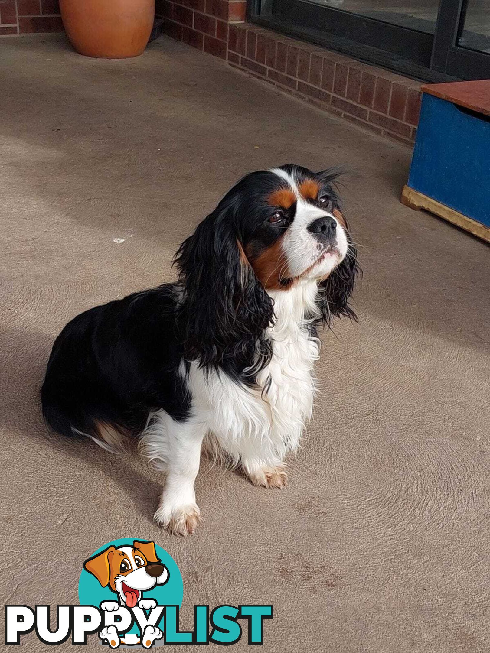 Stunning Cavalier King Charles Spaniel &  Poodle PEDIGREE STUD SERVICE