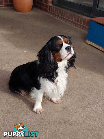 Stunning Cavalier King Charles Spaniel &  Poodle PEDIGREE STUD SERVICE