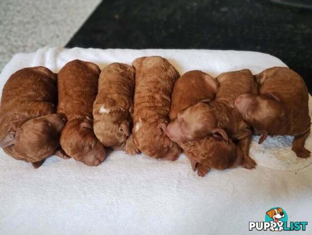 Stunning Cavalier King Charles Spaniel &  Poodle PEDIGREE STUD SERVICE