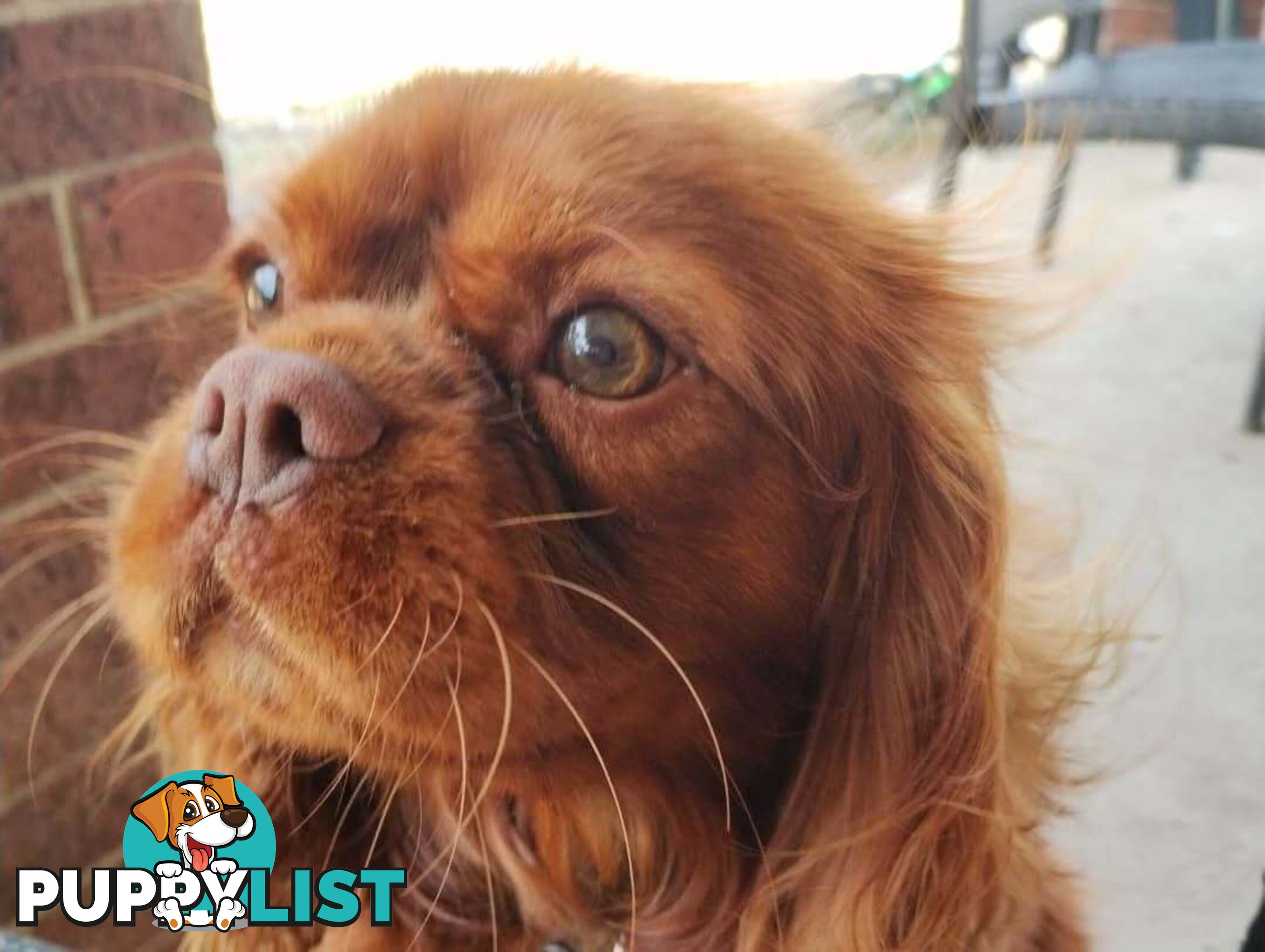 Stunning Cavalier King Charles Spaniel &  Poodle PEDIGREE STUD SERVICE