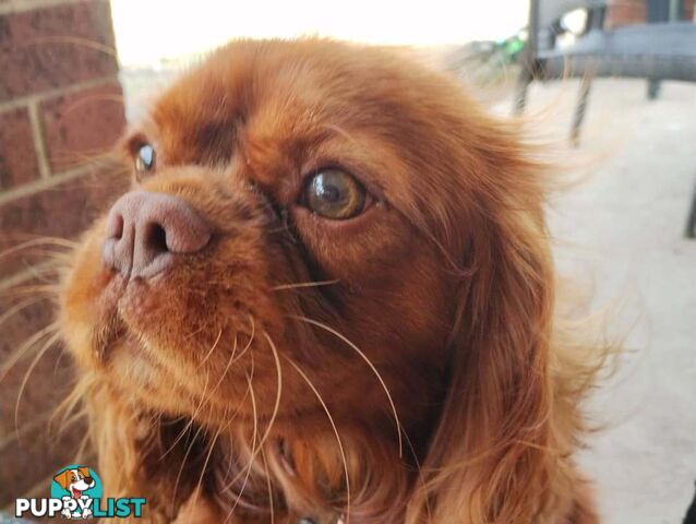 Stunning Cavalier King Charles Spaniel &  Poodle PEDIGREE STUD SERVICE