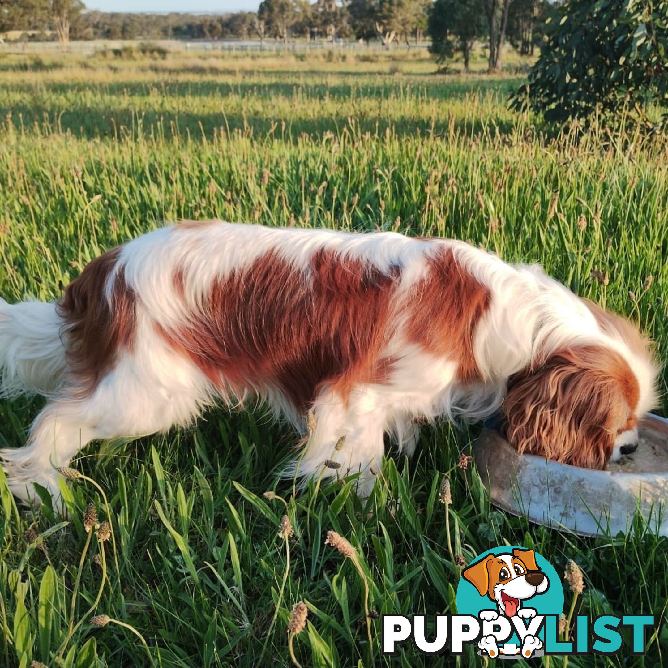 Stunning Cavalier King Charles Spaniel &  Poodle PEDIGREE STUD SERVICE