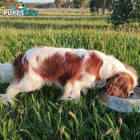 Stunning Cavalier King Charles Spaniel &  Poodle PEDIGREE STUD SERVICE