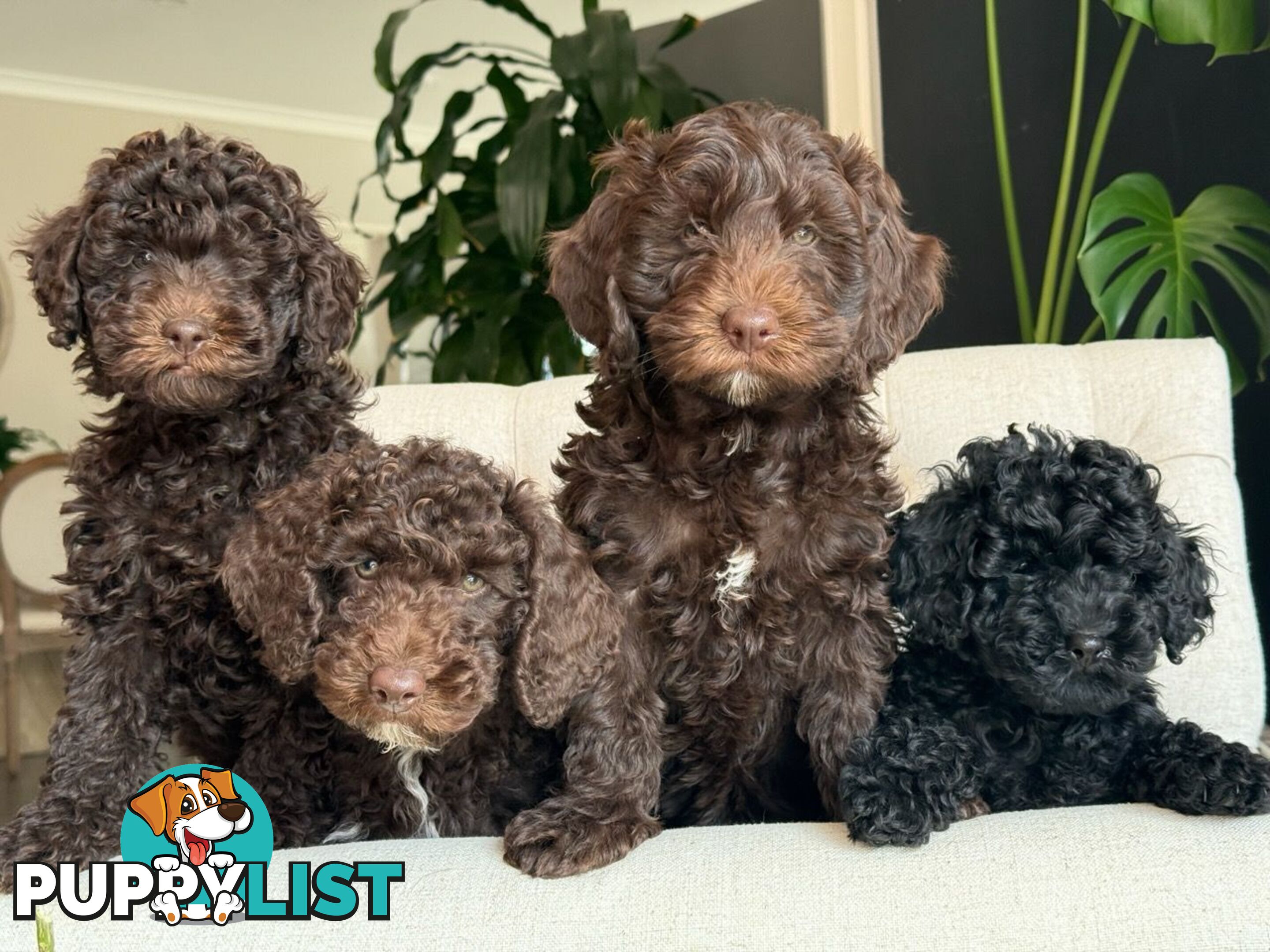 Stunning Cavalier King Charles Spaniel &  Poodle PEDIGREE STUD SERVICE