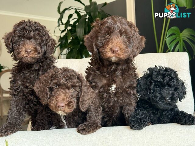 Stunning Cavalier King Charles Spaniel &  Poodle PEDIGREE STUD SERVICE