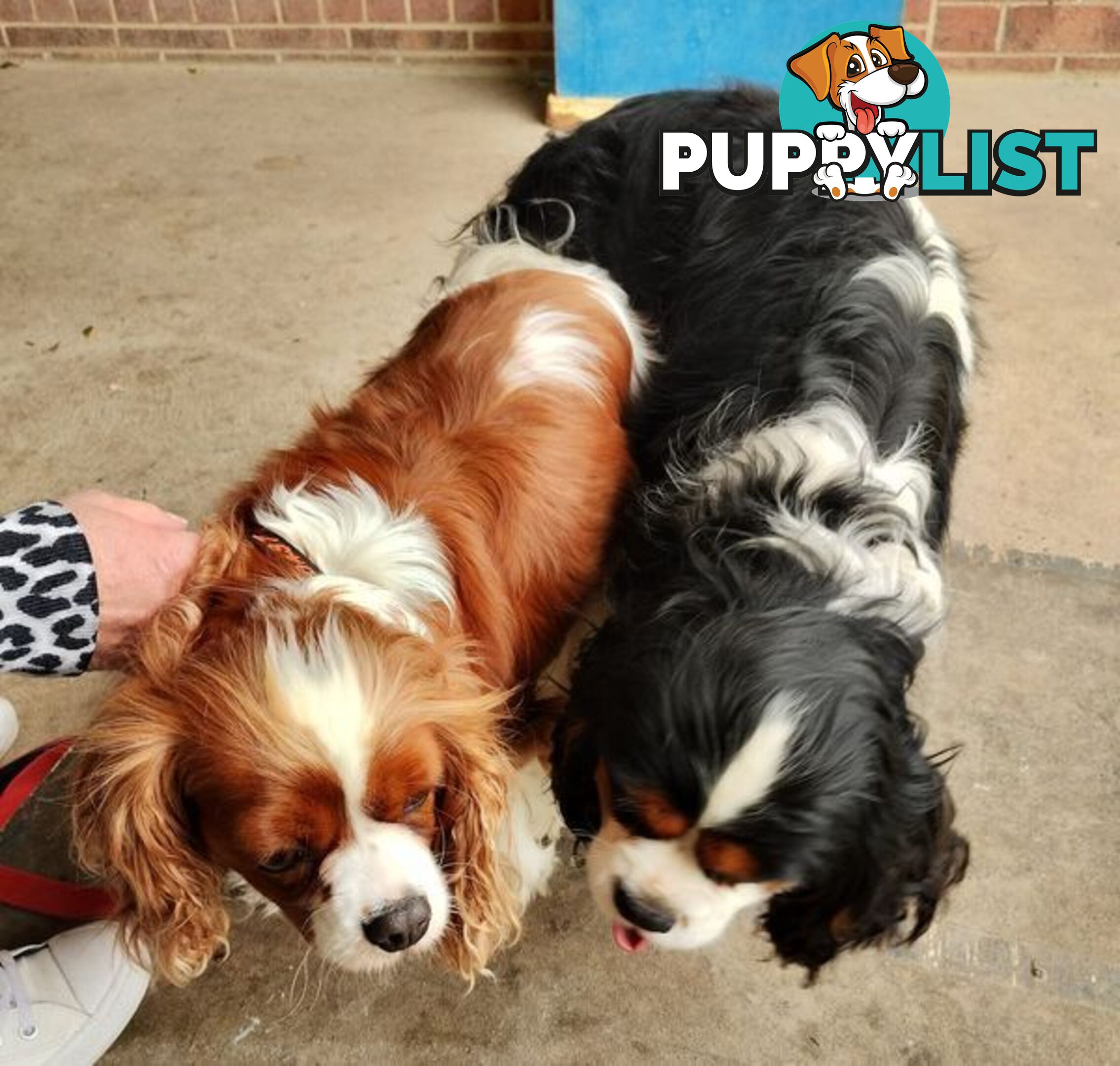 Cavalier King Charles Spaniel STUD SERVICE