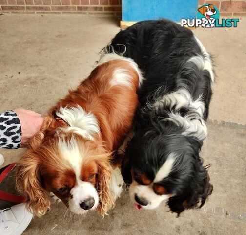 Cavalier King Charles Spaniel STUD SERVICE