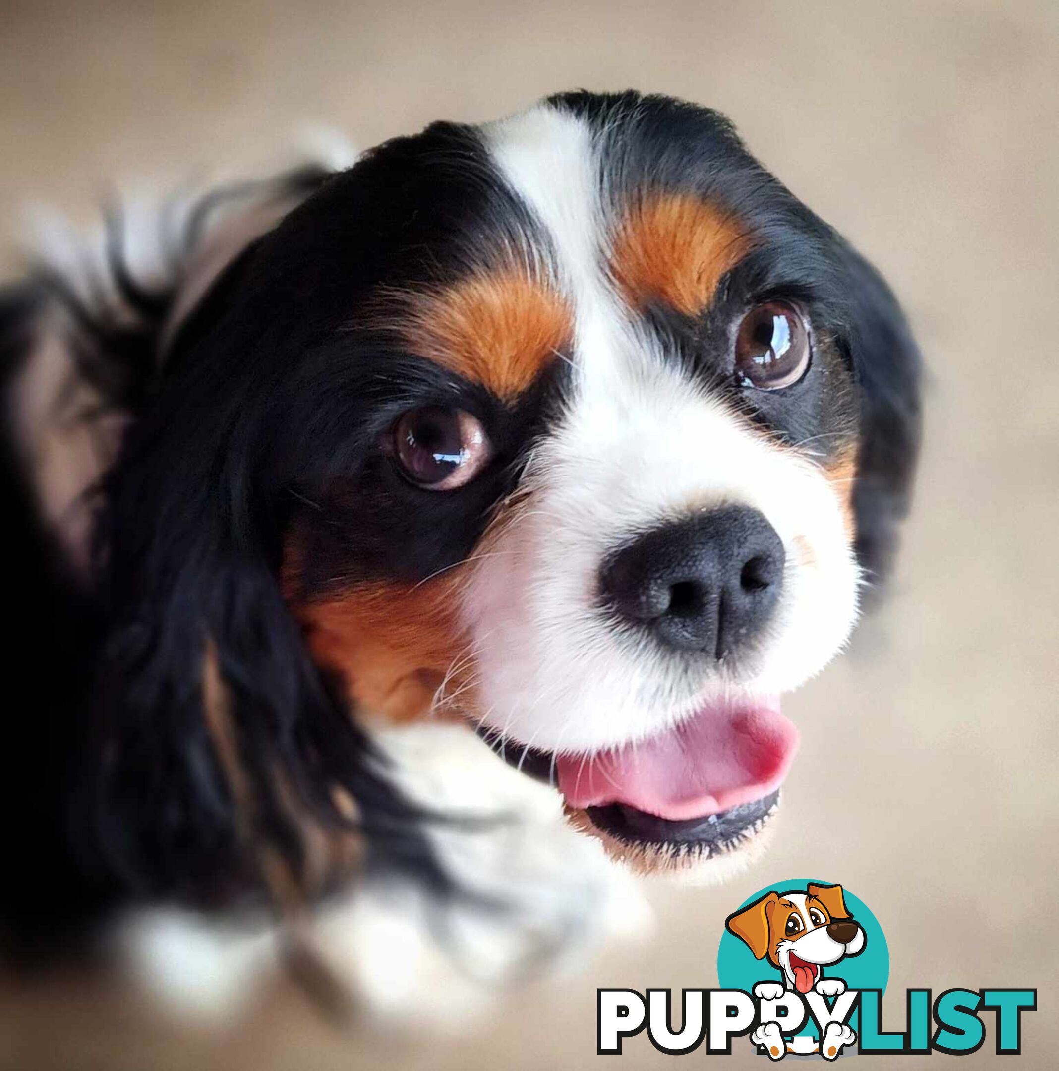 Cavalier King Charles Spaniel STUD SERVICE