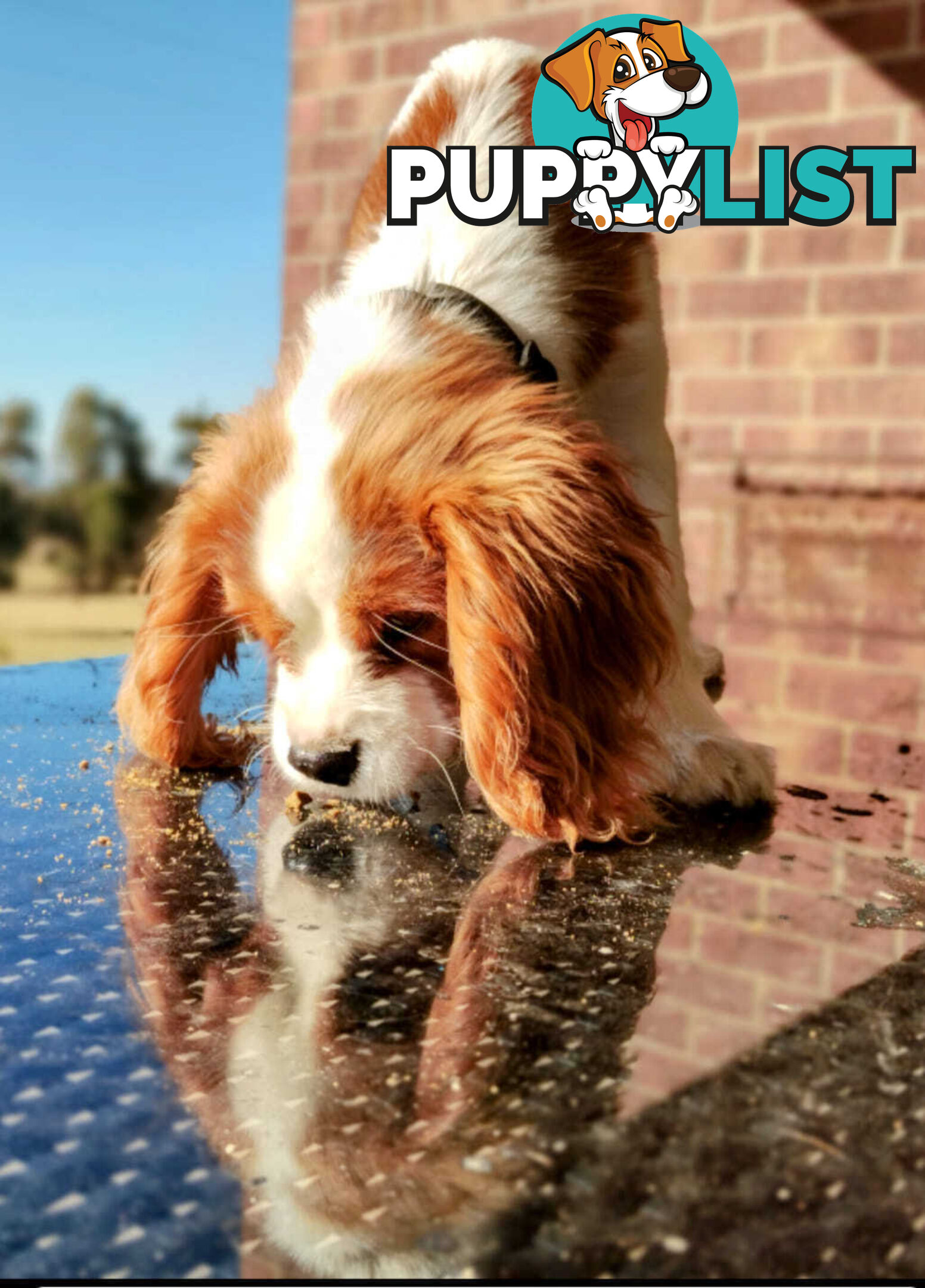 Cavalier King Charles Spaniel STUD SERVICE