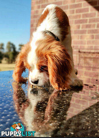 Cavalier King Charles Spaniel STUD SERVICE