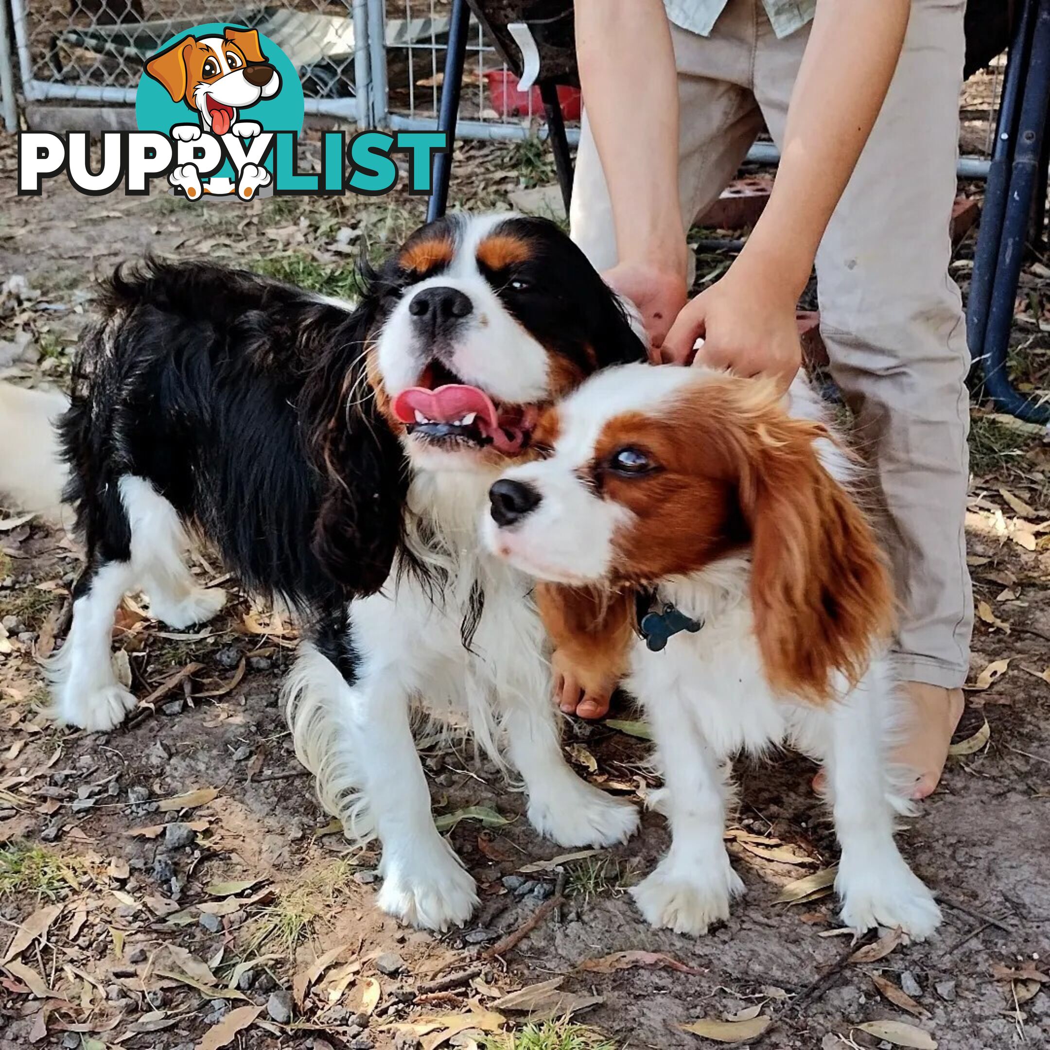 Cavalier King Charles Spaniel STUD SERVICE