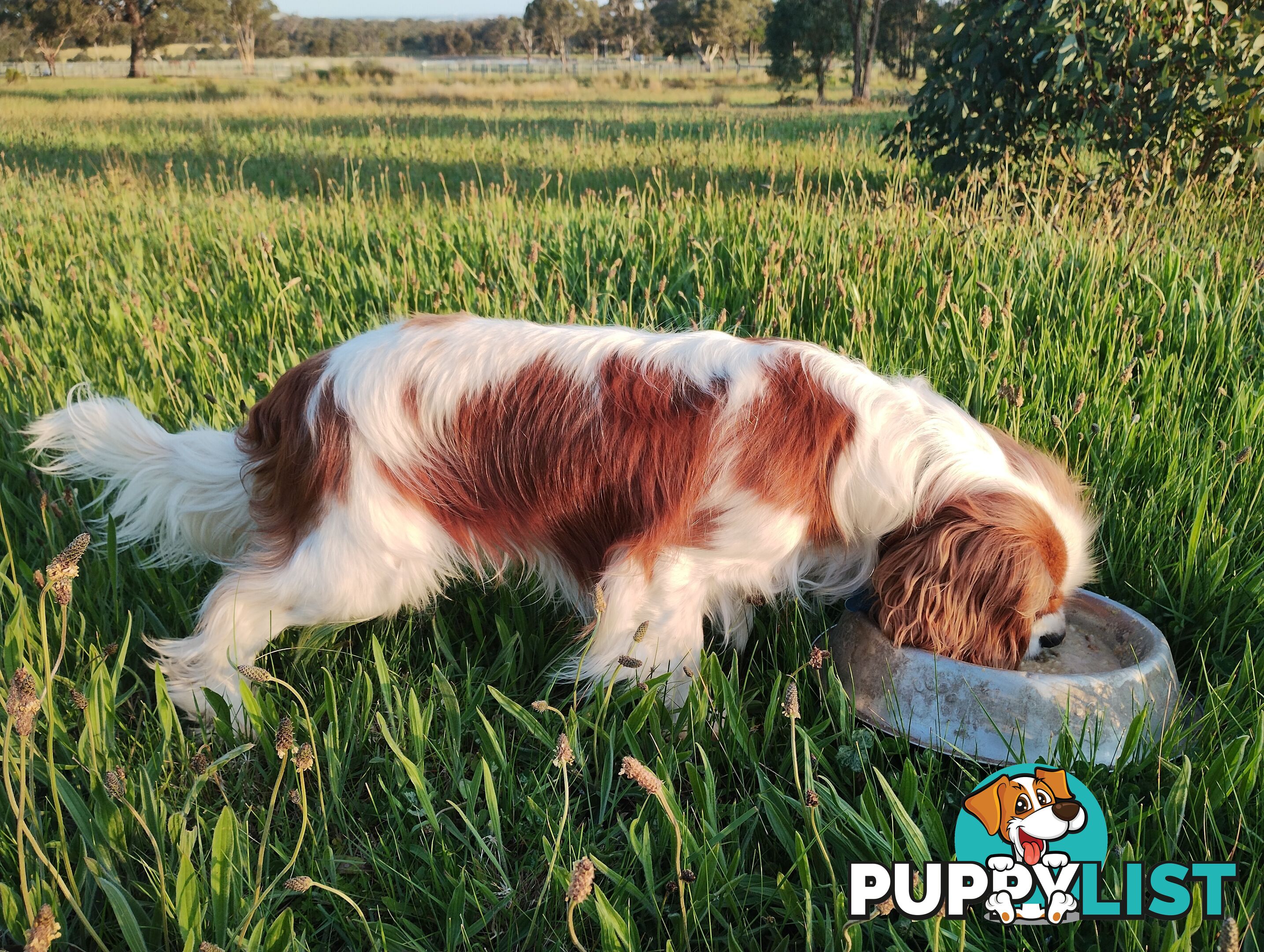 Cavalier King Charles Spaniel STUD SERVICE