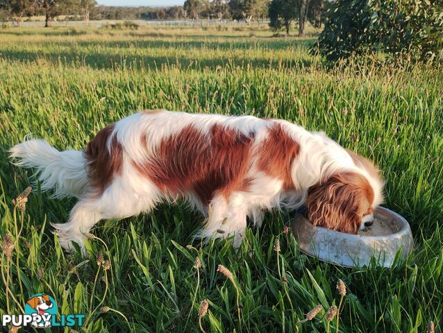 Cavalier King Charles Spaniel STUD SERVICE