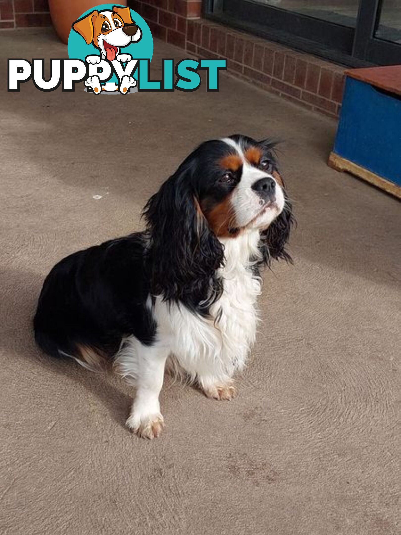 Cavalier King Charles Spaniel STUD SERVICE