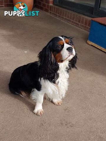 Cavalier King Charles Spaniel STUD SERVICE