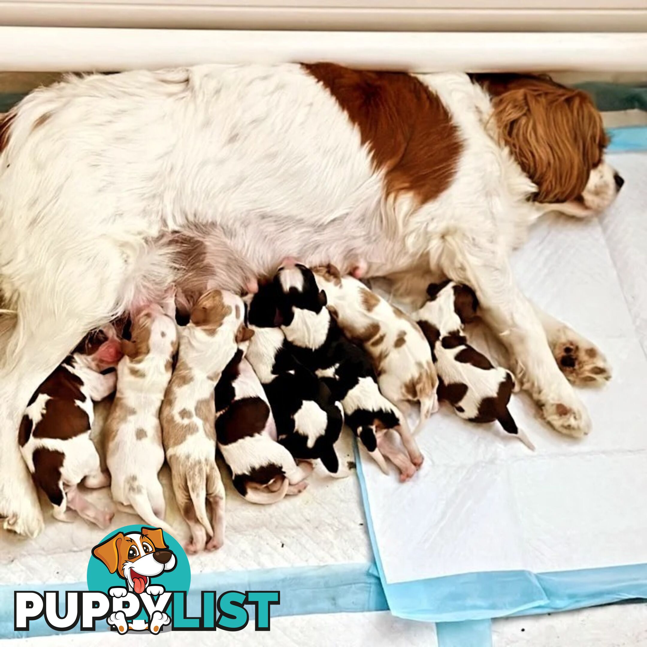 Cavalier King Charles Spaniel STUD SERVICE