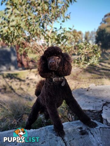 Stunning Chocolate & Red Poodle STUD SERVICE