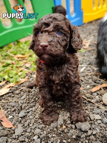 Stunning Chocolate & Red Poodle STUD SERVICE