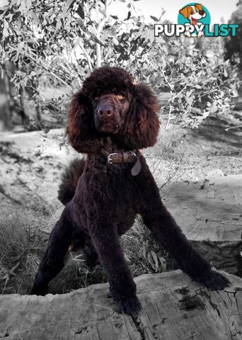 Stunning Pedigree Chocolate &amp;amp; Red Poodle STUD SERVICE