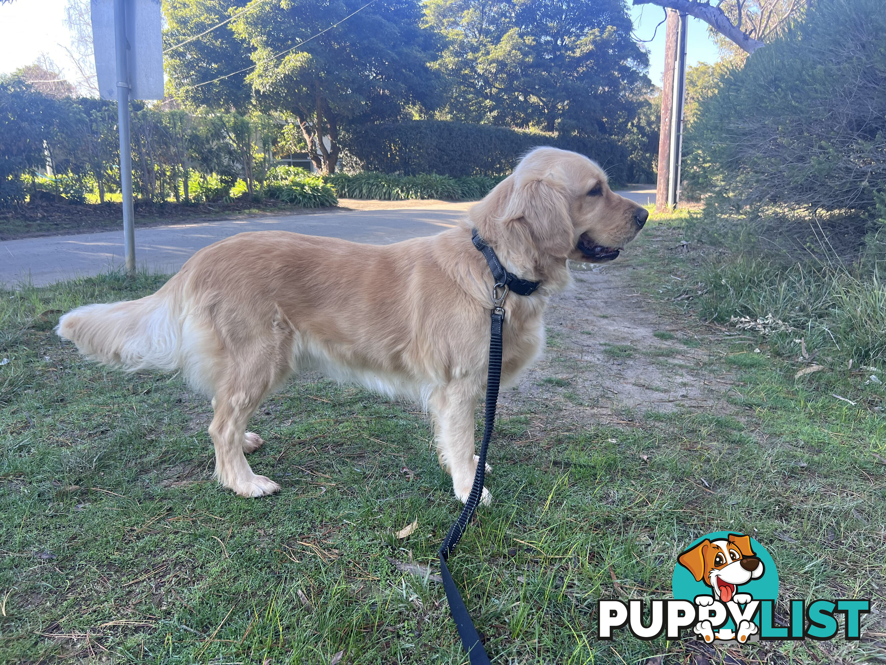 Golden retriever female