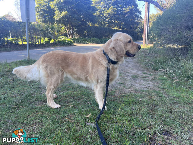 Golden retriever female