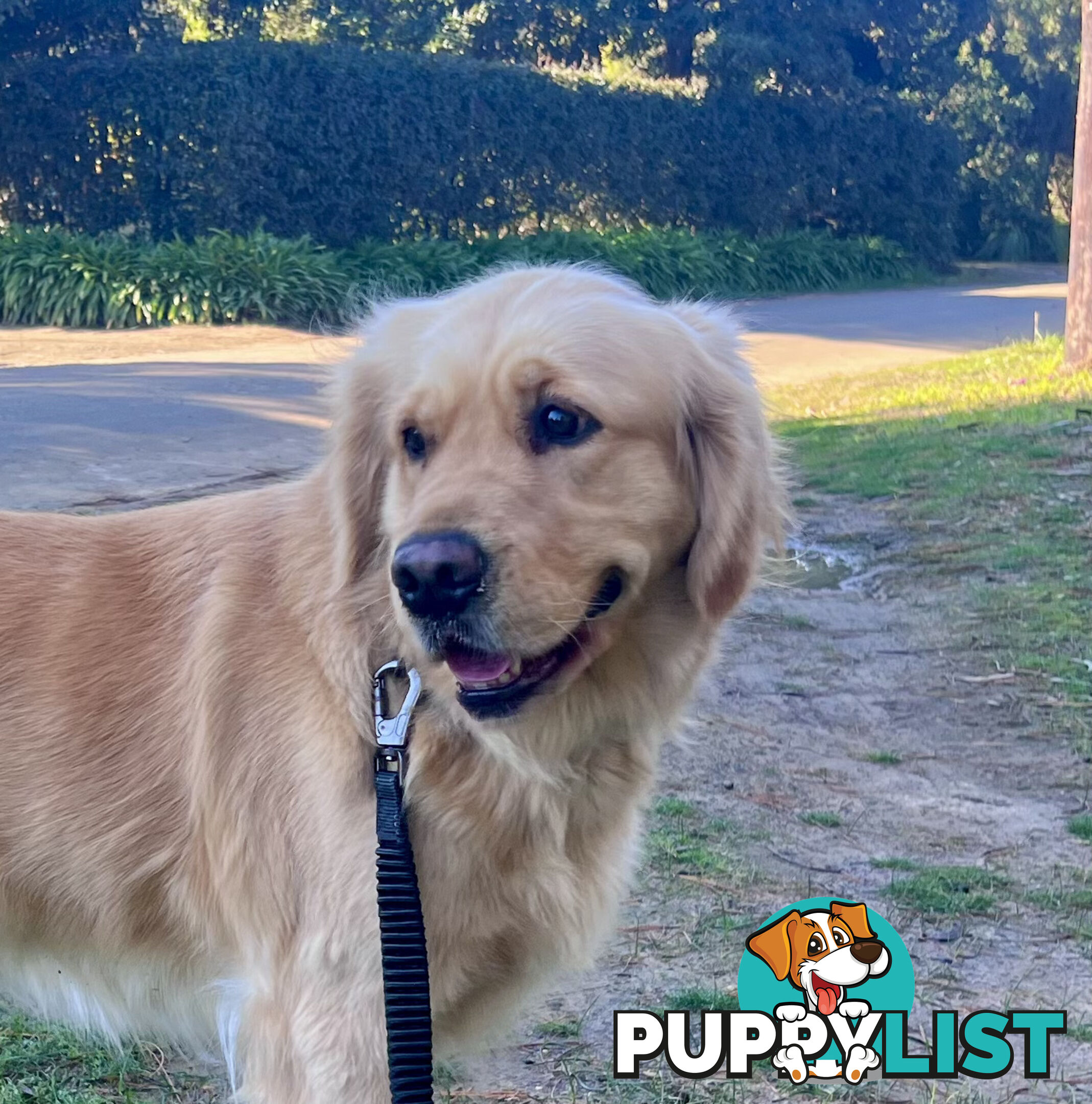 Golden retriever female