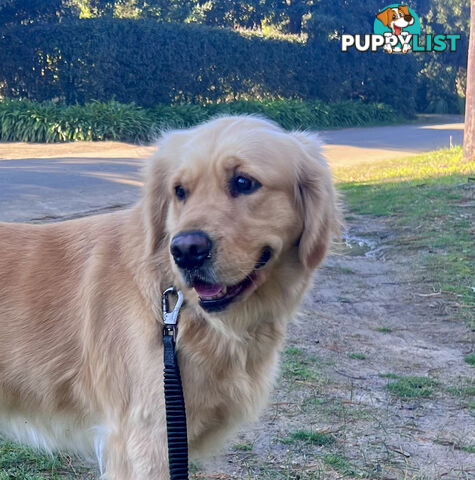 Golden retriever female