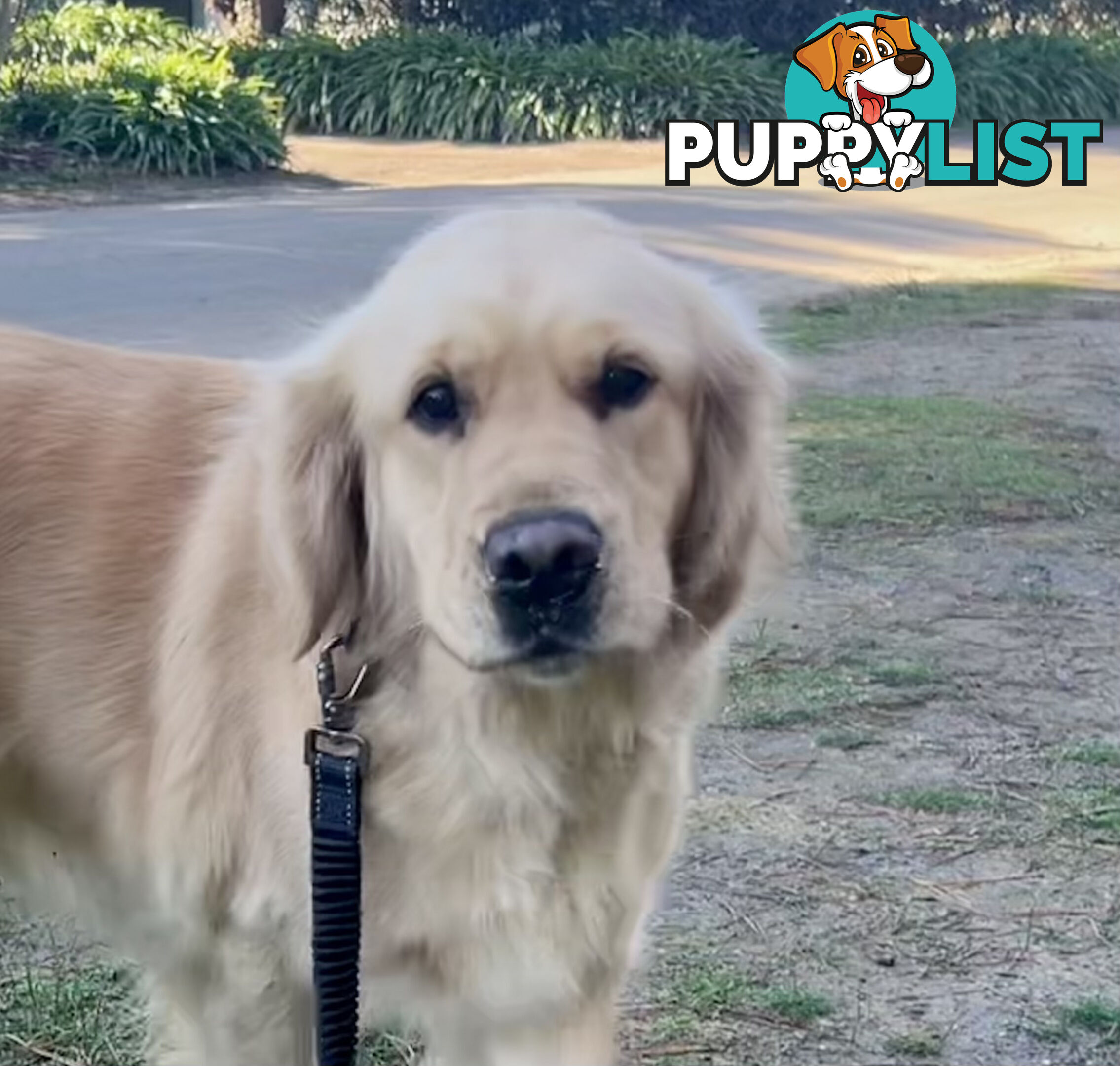 Golden retriever female