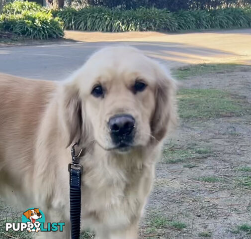 Golden retriever female