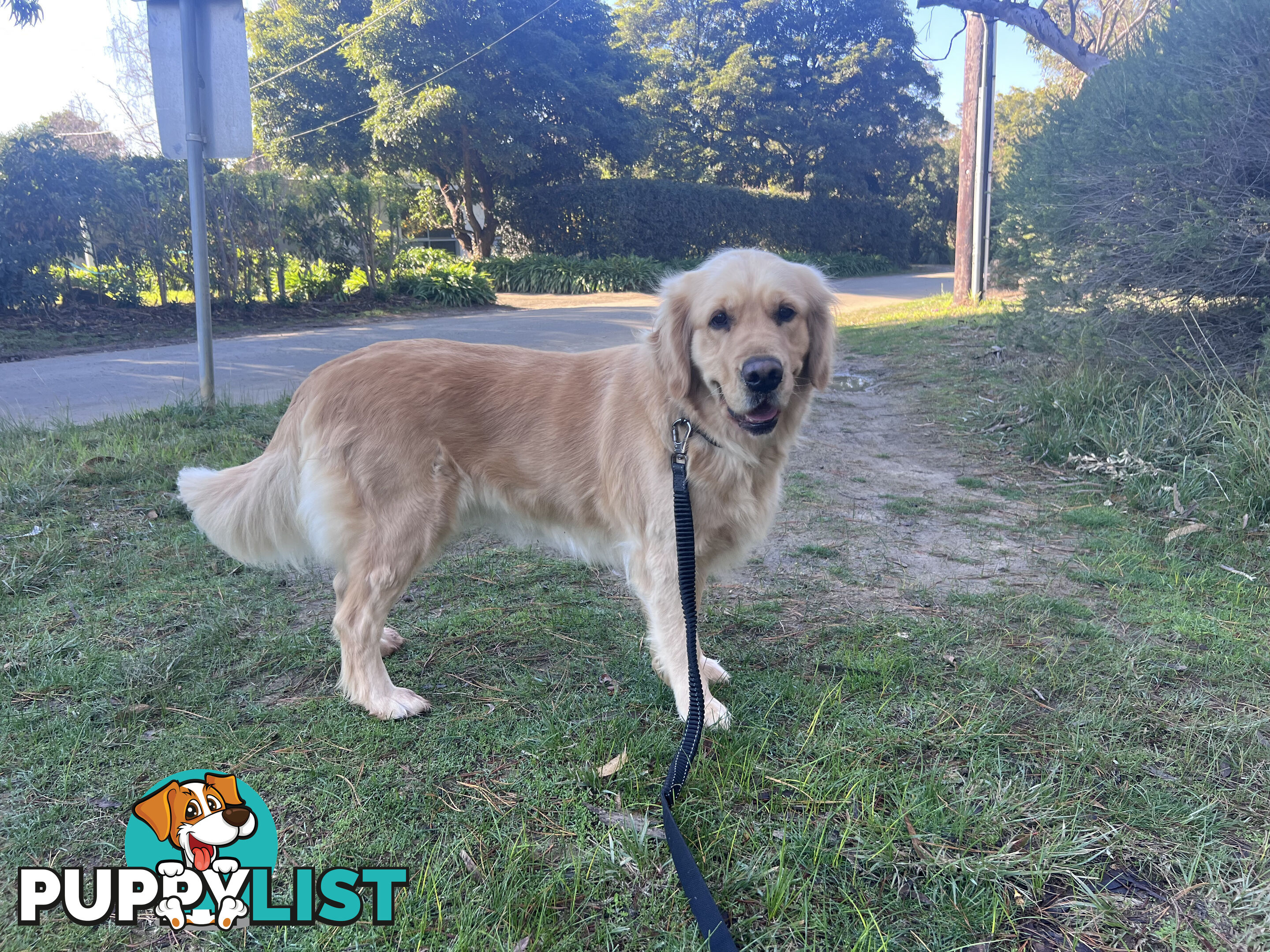 Golden retriever female