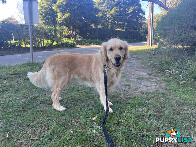 Golden retriever female