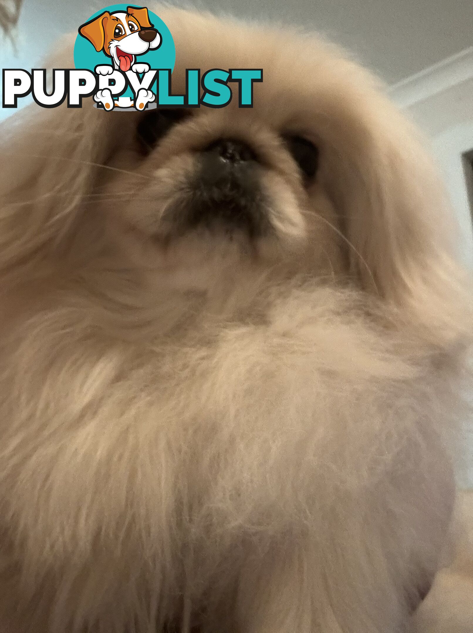 Pekingese puppies