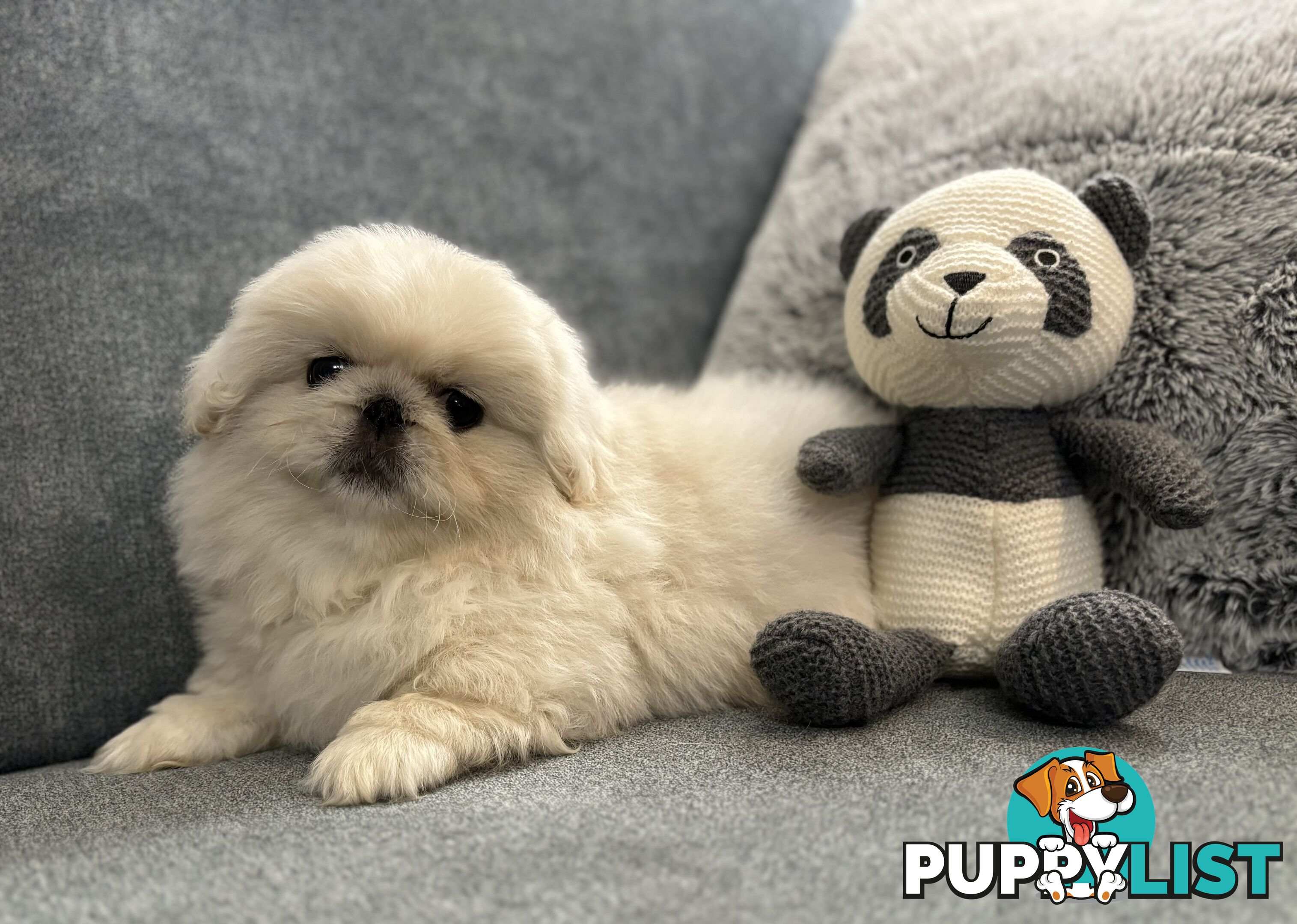 Pekingese puppies