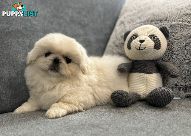 Pekingese puppies