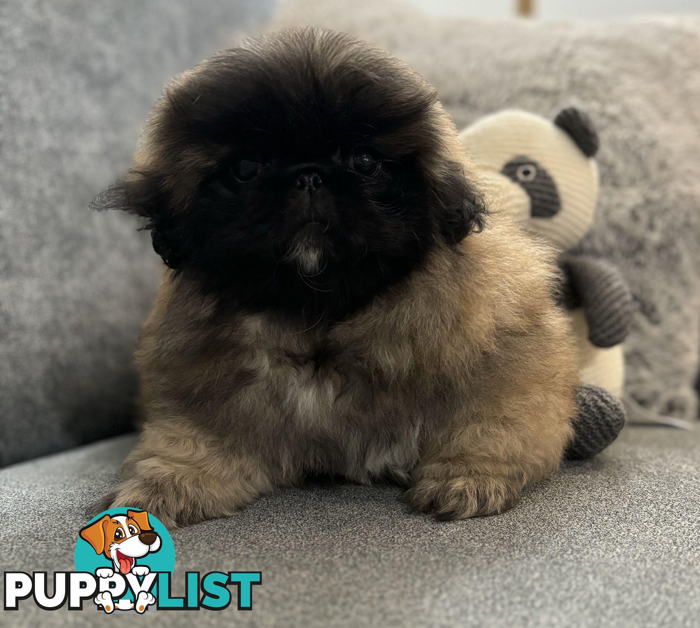 Pekingese puppies