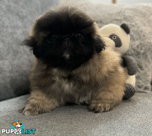 Pekingese puppies